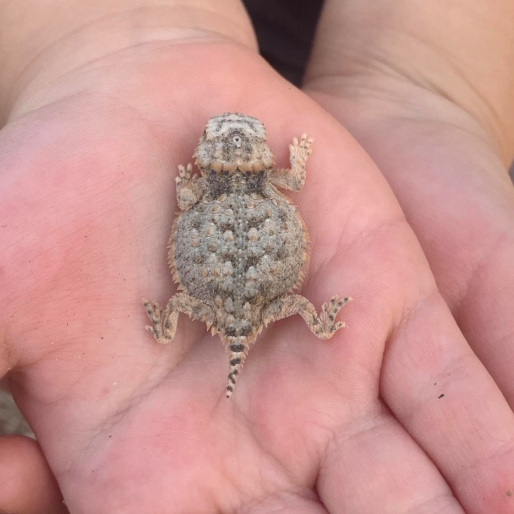 Pewter Horny Toad Necklace Pendant - Picture 8 of 10